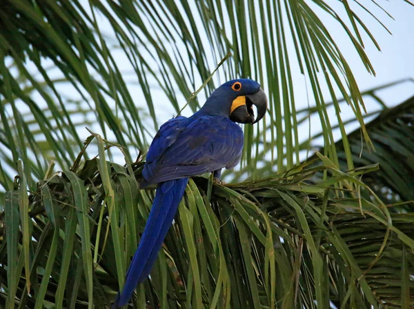 Hyacinth Macaw Nodorhynchus Hyacinthinus Ветке Пальмового Дерева Пантес Бразилия — стоковое фото