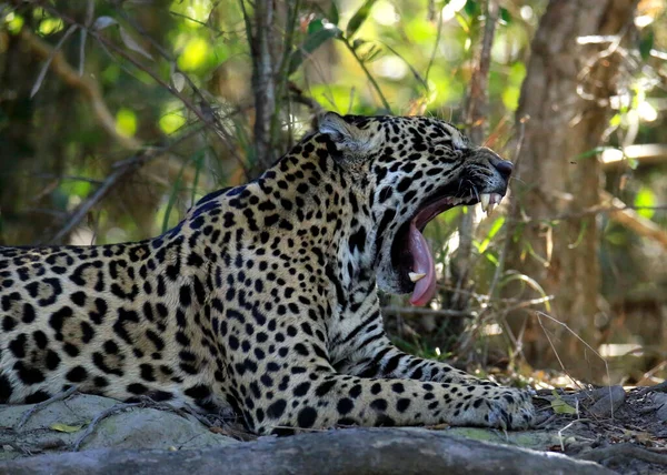 Jaguar Panthera Onca Deitado Chão Bocejando Com Boca Larga Aberta — Fotografia de Stock