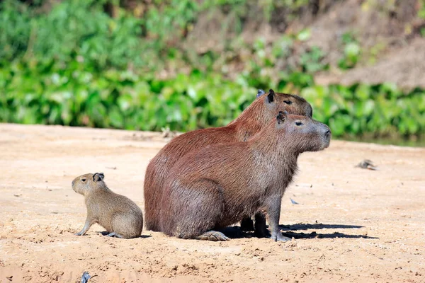 キャピバラ ファミリー川のほとりに座っています ブラジルのパンタナール — ストック写真