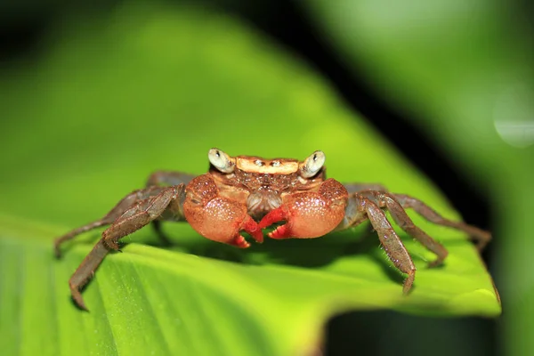 Close Rainforest Canopy Crab Alias Tree Climbing Crab Gatunek Drake — Zdjęcie stockowe