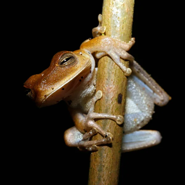 Una Rana Branch Tambopata Foresta Amazzonica Perù — Foto Stock