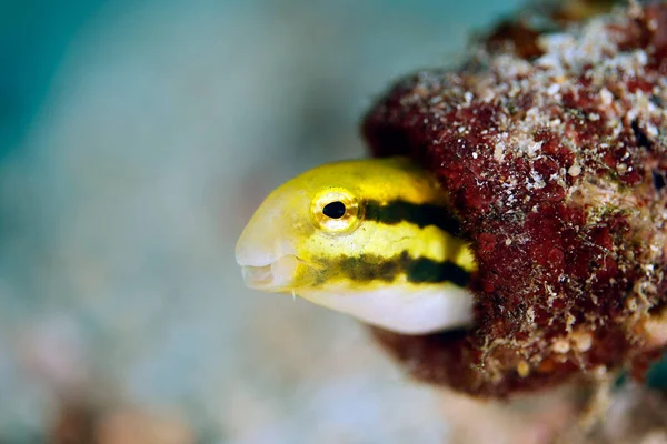 Randig Poison Fang Blenny Mimic Petroscirtes Breviceps Aka Shorthead Sabretooth — Stockfoto