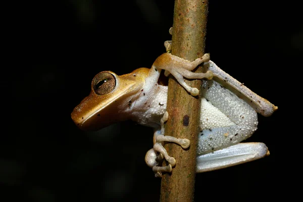 Una Rana Branch Tambopata Foresta Amazzonica Perù — Foto Stock