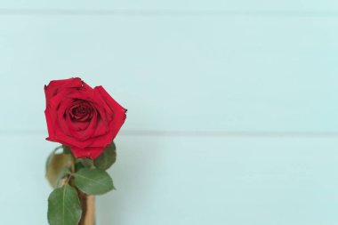 bir ahşap zemin üzerinde çiçek