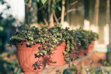 yaz güneşli bahçe saksı çiçekleri ile