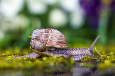 Salyangoz gezinmelerin boyunca granit taş