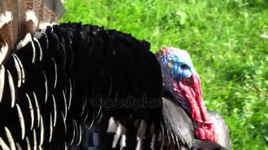 Türkiye'de neler oluyor