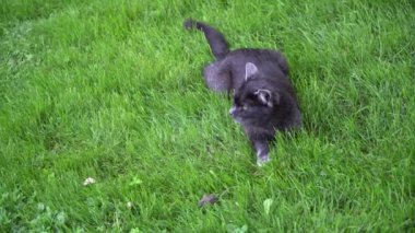 Kedi yakalamak için fare çalıştırmak için bekliyor