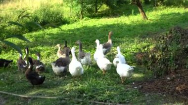 Çiftlikteki kazlar