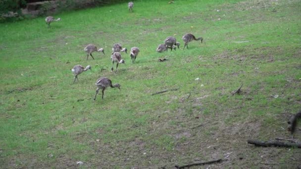 Strauß Jungtiere Rennen Herum Und Ihr — Stockvideo