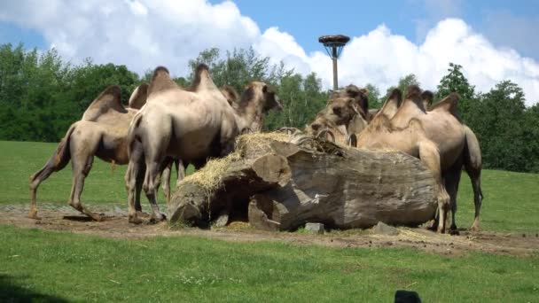 Un troupeau de chameaux mangeant 