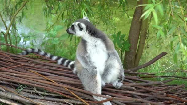 Lemur Sitzt Auf Einem Baumstamm Und Schaut Sich — Stockvideo