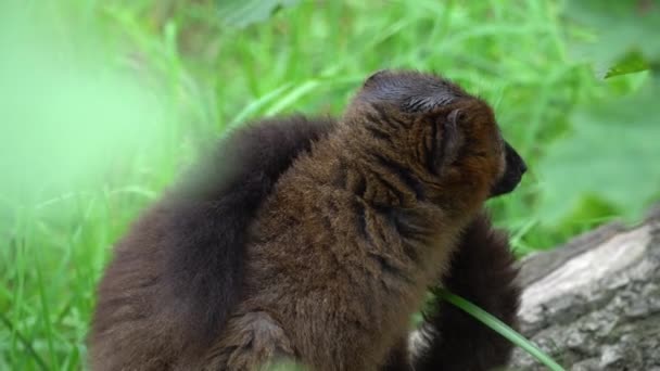 Lemur Sitzt Auf Einem Baumstamm Und Schaut Sich — Stockvideo