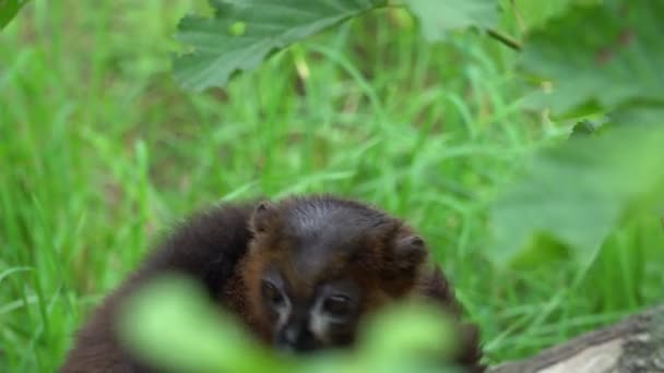 Lemur Sitzt Auf Einem Baumstamm Und Schaut Sich — Stockvideo