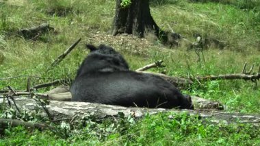 Güneşte güneşlenen ayılar