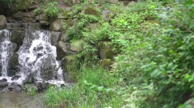 yavaş hareket: ormanda küçük bir şelale alın.