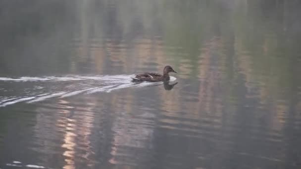 Πάπια Στη Λίμνη Ψάχνει Κάτι Φάει Στο Νερό — Αρχείο Βίντεο