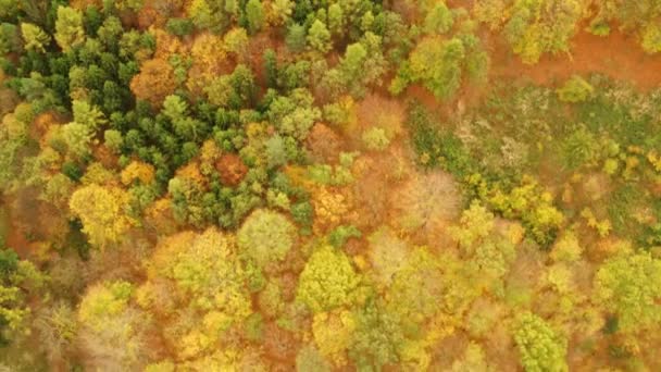 Tiro Aéreo Floresta Belamente Outono — Vídeo de Stock