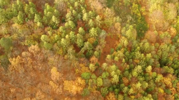 Tiro Aéreo Floresta Belamente Outono — Vídeo de Stock