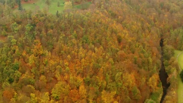 Tiro Aéreo Floresta Belamente Outono — Vídeo de Stock