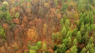 aerial shot of beautifully autumn forest