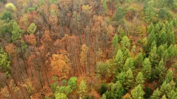 Luftaufnahme Des Wunderschönen Herbstwaldes — Stockvideo