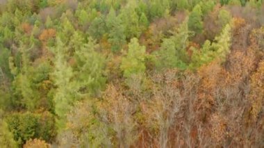 aerial shot of beautifully autumn forest
