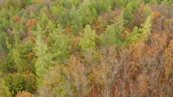 Aerial Shot Beautifully Autumn Forest — Stock videók