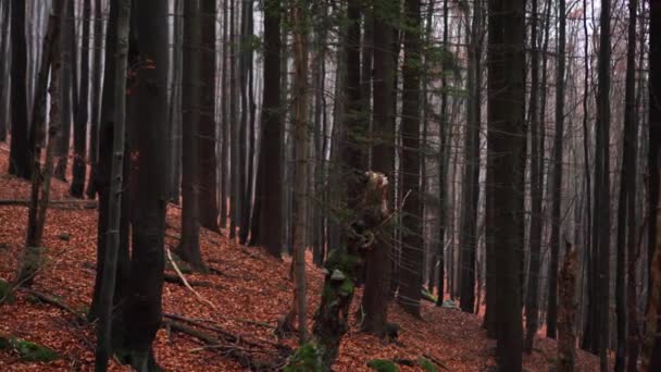 Feuilles Volantes Arbre Sol Recouvertes Beaucoup Feuilles Automne — Video