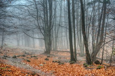 Sonbahar renklerinde sisli orman yere dökülen yapraklar, Slovakya, Ocak ayları
