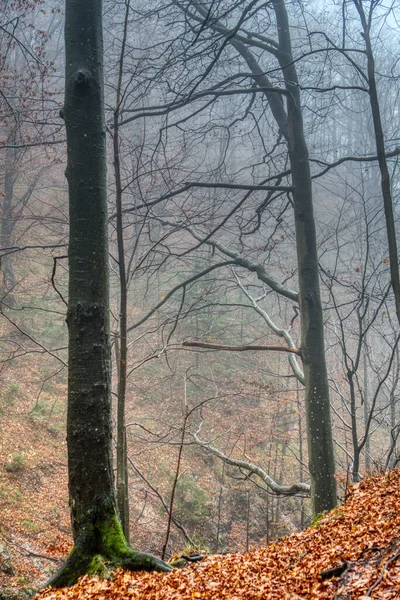 Floresta em nevoeiro em cores de outono com folhas caídas no chão, eslováquia, janosikove diery — Fotografia de Stock
