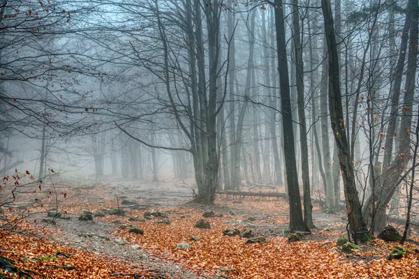 Forest in fog in autumn colors with fallen leaves on the ground , slovakia , janosikove diery — Stock Photo, Image