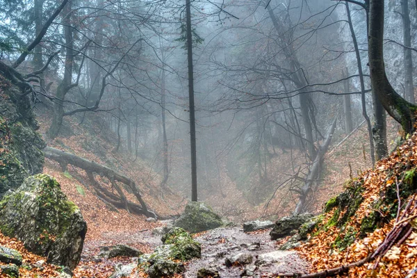 Floresta em nevoeiro em cores de outono com folhas caídas no chão, eslováquia, janosikove diery — Fotografia de Stock