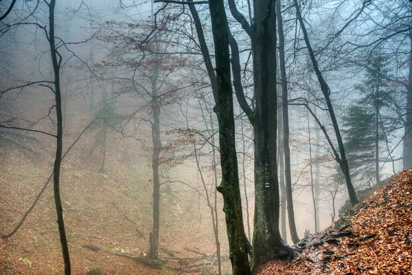 Wald im Nebel in Herbstfarben mit abgefallenen Blättern auf dem Boden, Slowakei, Janosikove diery — Stockfoto