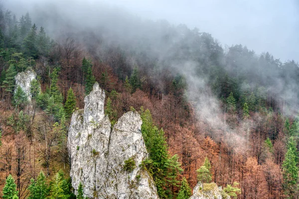 Bos in mist in de herfst kleuren met gevallen bladeren op de grond, slowakije, janosikove verschillend — Stockfoto