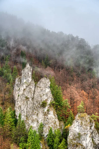 Лес Тумане Осенью Цвета Опавшими Листьями Земле Словакия Яносикове Diery — стоковое фото