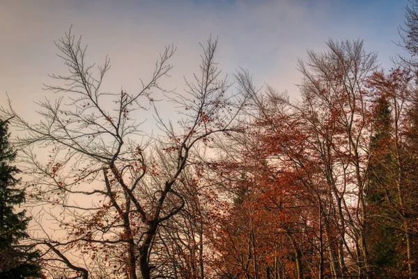 Árvores no nevoeiro de Mala Fatra — Fotografia de Stock