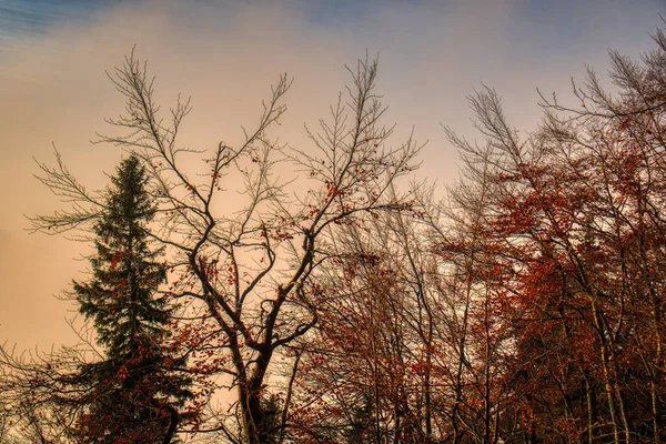 Trees in the fog of Mala Fatra — Stock Photo, Image