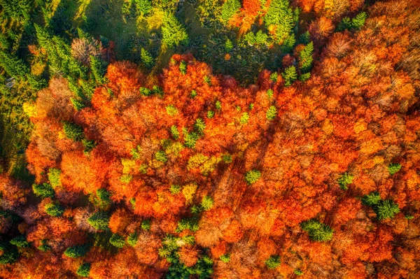 Fotografia aérea de floresta lindamente iluminada em montanhas em cores vermelhas do outono, Eslováquia Mala Fatra — Fotografia de Stock