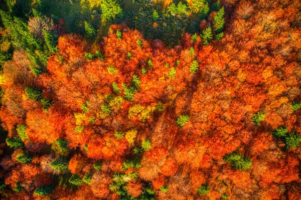 Kızıl sonbahar renklerinde dağlarda güzel aydınlatılmış ormanın hava görüntüsü, Slovakya Mala Fatra