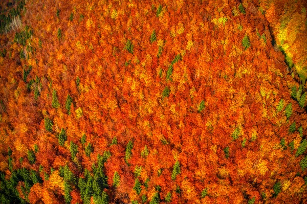 Fotografia aérea de floresta lindamente iluminada em montanhas em cores vermelhas do outono, Eslováquia Mala Fatra — Fotografia de Stock