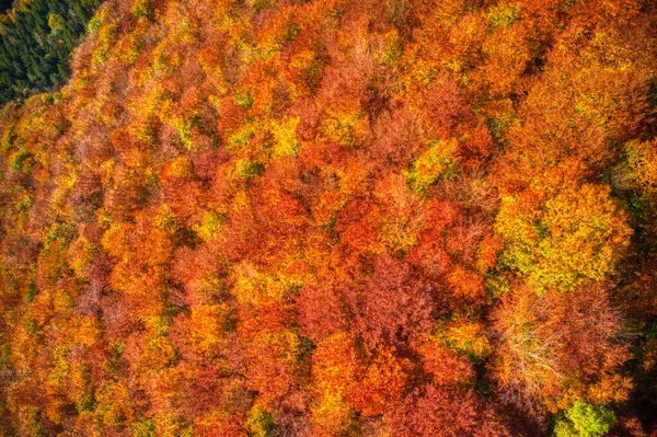 Fotografia aérea de floresta lindamente iluminada em montanhas em cores vermelhas do outono, Eslováquia Mala Fatra — Fotografia de Stock