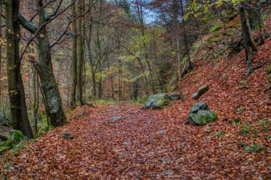 hiking trail hidden under autumn leaves , slovakia mala fatra