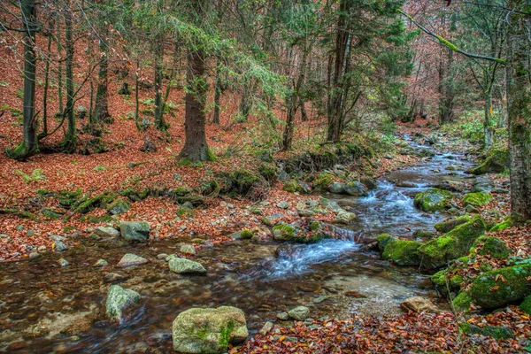 Brook in the forest around which is beautifully colored leaves in autumn — Stock Photo, Image