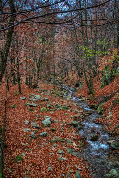 Beekje in het bos waaromheen prachtig gekleurde bladeren in de herfst — Stockfoto