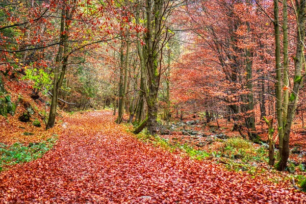 Queda de folhas de queda em trilha de caminhadas na floresta em montanhas — Fotografia de Stock