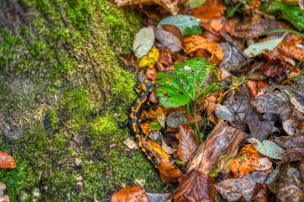 Salamander lizard escaping in a leaf in autumn in nature — Stok fotoğraf