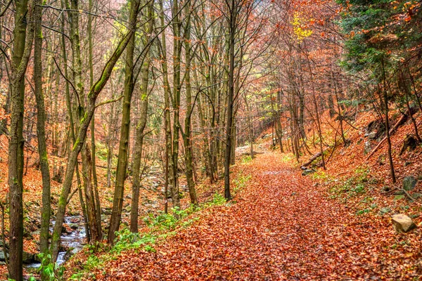 Sentiero escursionistico nascosto sotto foglie autunnali, slovacca mala fatra — Foto Stock