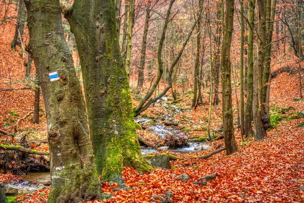 Blue hiking trail and hiking trail hidden under the leaves of a tree — Stock Photo, Image