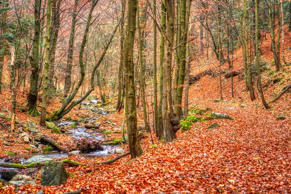 Hiking trail hidden under autumn leaves , slovakia mala fatra — Stock Photo, Image